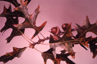 Quercus velutina (black oak), acorns and leaves detail