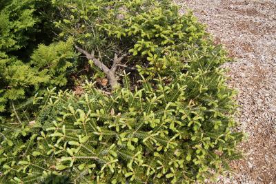 Abies ×arnoldiana 'Poulsen' (Poulsen Arnold Fir), habit, spring