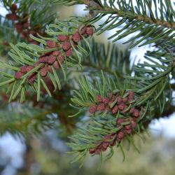 Abies balsamea (balsam fir), cone, pollen