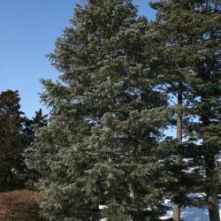 Abies concolor (White Fir), habit, winter