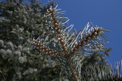 Abies concolor (White Fir), cone, pollen