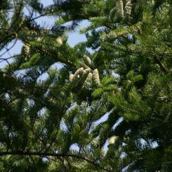 Abies holophylla (Needle Fir), cone, mature