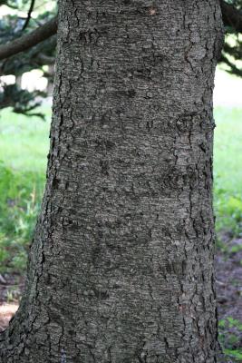 Abies homolepis (Nikko Fir), bark, mature