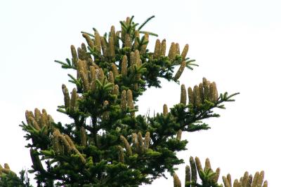 Abies alba (Silver Fir), cone, mature