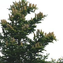 Abies alba (Silver Fir), cone, mature