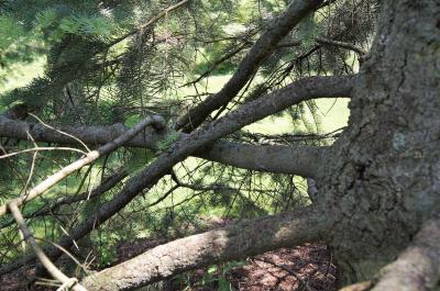 Abies concolor (White Fir), bark, branch