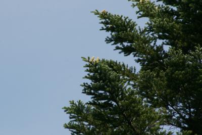 Abies holophylla (Needle Fir), cone, mature