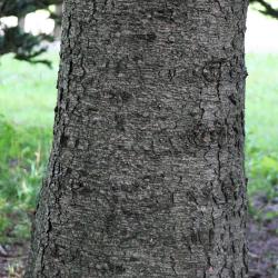 Abies homolepis (Nikko Fir), bark, mature