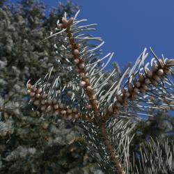 Abies concolor (White Fir), cone, pollen