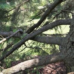 Abies concolor (White Fir), bark, branch