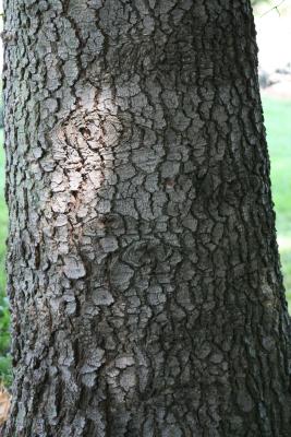 Abies concolor (White Fir), bark, mature