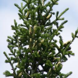 Abies sibirica (Siberian Fir), cone, mature