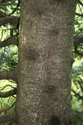 Abies lasiocarpa var. arizonica (Corkbark Fir), bark, mature