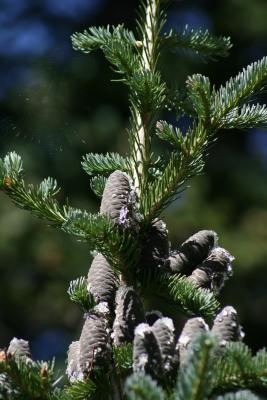 Abies lasiocarpa (Subalpine Fir), cone, immature