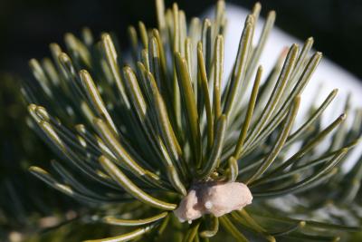 Abies sibirica (Siberian Fir), leaf, lower surface