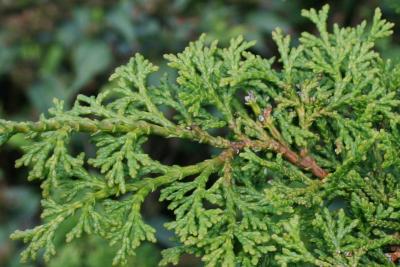 Chamaecyparis obtusa 'Nana Gracilis' (Dwarf Slender Hinoki-cypress), bark, twig