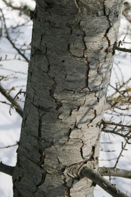 Cedrus libani (Cedar-of-Lebanon), bark, trunk