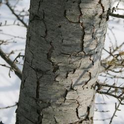 Cedrus libani (Cedar-of-Lebanon), bark, trunk