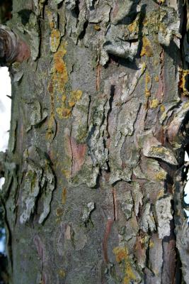 Callitropsis nootkatensis (Alaska-cedar), bark, trunk