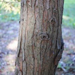 Chamaecyparis thyoides (Atlantic White-cedar), bark, trunk