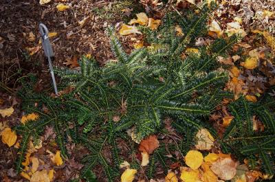 Cephalotaxus harringtonia (Harrington's Plum-yew), habit, fall