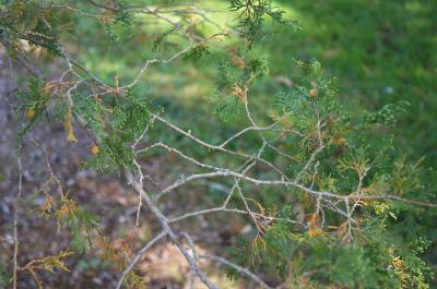 Chamaecyparis thyoides (Atlantic White-cedar), leaf, fall