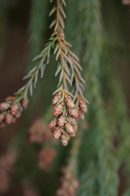 Cryptomeria japonica (Japanese-cedar), cone, pollen