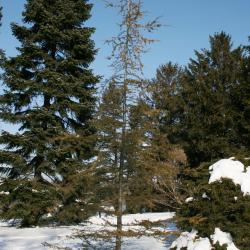 Cedrus libani (Cedar-of-Lebanon), habit, winter
