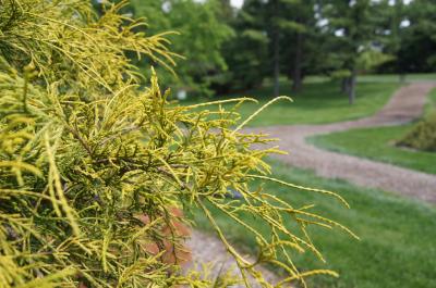 Chamaecyparis pisifera 'Lemon Thread' (Lemon Thread Sawara-cypress), leaf, spring