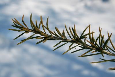 Cedrus libani (Cedar-of-Lebanon), leaf, winter
