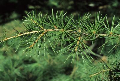 Cedrus libani subsp. stenocoma (Cedar-of-Lebanon), bark, twig