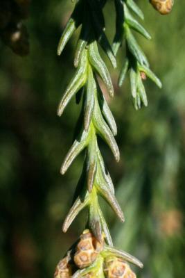 Cryptomeria japonica (Japanese-cedar), leaf, summer