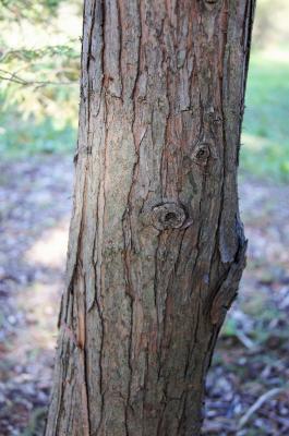 Chamaecyparis thyoides (Atlantic White-cedar), bark, trunk