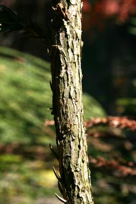 Cryptomeria japonica (Japanese-cedar), bark, branch