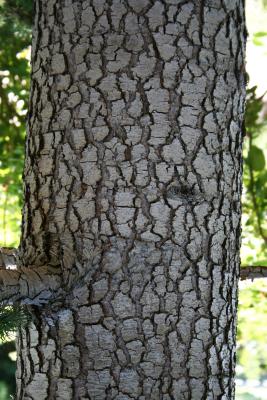 Cedrus libani subsp. stenocoma (Cedar-of-Lebanon), bark, trunk