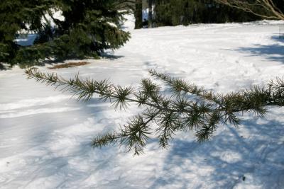 Cedrus libani (Cedar-of-Lebanon), habit, winter