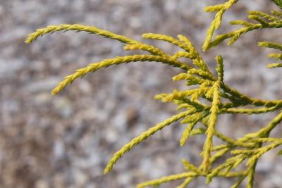 Chamaecyparis pisifera 'Lemon Thread' (Lemon Thread Sawara-cypress), leaf, spring