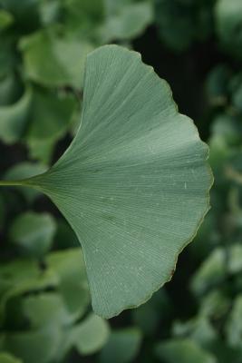 Ginkgo biloba (Ginkgo), leaf, lower surface