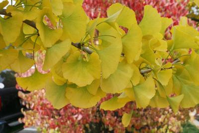 Ginkgo biloba (PRINCETON SENTRY® Ginkgo), leaf, fall