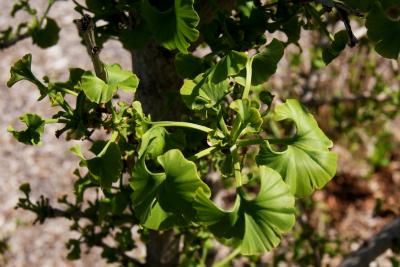 Ginkgo biloba 'Spring Grove' (Spring Grove Ginkgo), leaf, spring