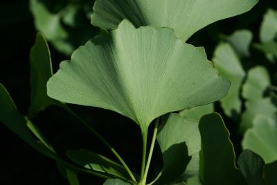 Ginkgo biloba (Ginkgo), leaf, lower surface