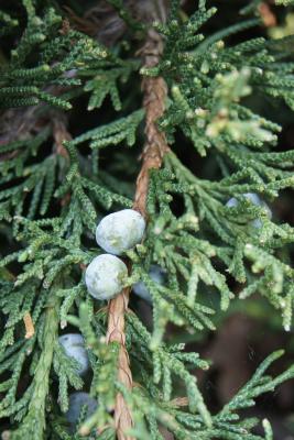 Juniperus chinensis 'Shimpaku' (Shimpaku Chinese Juniper), cone, immature