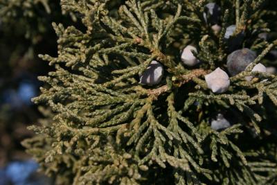 Juniperus chinensis 'Shoosmith' (Shoosmith Chinese Juniper), cone, mature