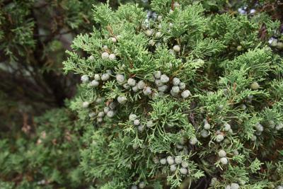 Juniperus chinensis 'Ames' (Ames Chinese Juniper), cone, immature