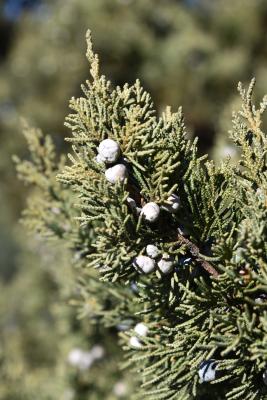 Juniperus chinensis 'Maney' (Maney Chinese Juniper), cone, mature