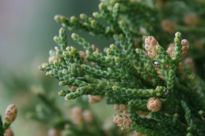 Juniperus chinensis 'Perfecta' (Perfecta Chinese Juniper), leaf, mature