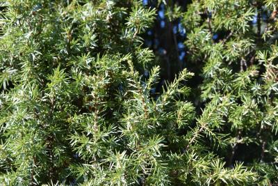 Juniperus communis 'Cracovia' (Krakow Common Juniper), leaf, fall