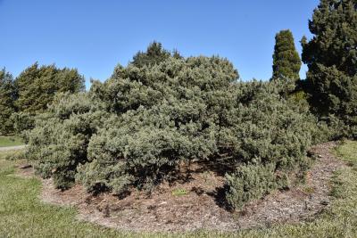 Juniperus chinensis 'Maney' (Maney Chinese Juniper), habit, fall