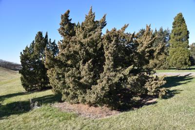 Juniperus chinensis 'Story' (Story Chinese Juniper), habit, fall