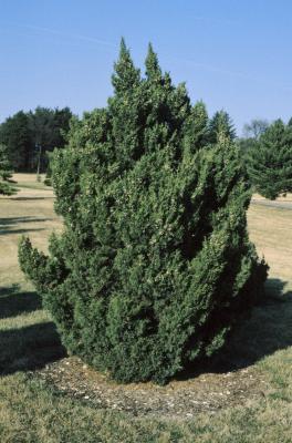 Juniperus chinensis 'Ames' (Ames Chinese Juniper), habit, spring
